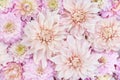 Summer blossoming delicate dahlias