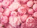 Summer blossoming delicate peony wall, dark color blooming peonies