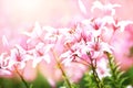 Summer blossoming delicate pink lilies