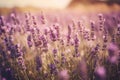Summer blossoming lavender in violet flower field background, created with Generative AI technology