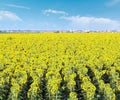 Summer blossoming sunflowers  Helianthus annuus field and town on horizont Royalty Free Stock Photo