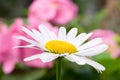 Summer blossoming white daisy flower (close-up)