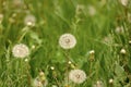 summer blowball flower. blowball flower in grass. image of blowball flower. summer blowball flower Royalty Free Stock Photo