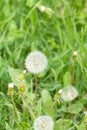 summer blowball flower. summer blowball flower. blowball flower in grass. Royalty Free Stock Photo