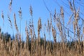 Summer, blue sky, field, wheat ears