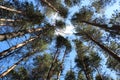 The sky through the trees Royalty Free Stock Photo