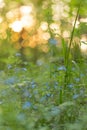 Summer blue wild flowers and plants in sunlight. Abstract nature blurred bokeh background Royalty Free Stock Photo