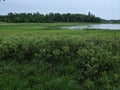 Wet bog on cloudy day