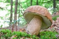 Summer Bolete in natural habitat