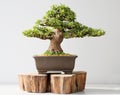 Summer bonsai azalea tree Royalty Free Stock Photo