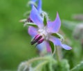 Borage Borago officinalis grows in nature Royalty Free Stock Photo