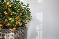Summer botany still life, banner. Blurred tangerine, citrus calamondin fruit tree in wicker flower pot. Empty white wall Royalty Free Stock Photo