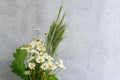 Summer bouquet of fresh field chamomiles and greenery Royalty Free Stock Photo