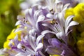 Summer bouquet with lilac agapanthus and yellow helichrysum