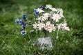 Summer bouquet of wild flowers daisies and cornflowers in a vase on the grass Royalty Free Stock Photo