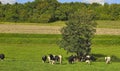 Summer in the Bourgogne, France