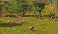 Summer in the Bourgogne, France. Pheasant farm