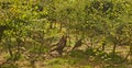 Summer in the Bourgogne, France. Pheasant farm