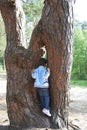 In the summer, the boy climbed a pine curve and spies into the g Royalty Free Stock Photo