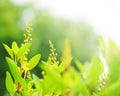 Summer branch with fresh green leaves background. Closeup nature view of green leaf in garden at summer under sunlight Royalty Free Stock Photo