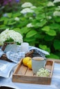 Summer breakfast in beautiful blooming garden. Tea with lemon, hydrangea flowers on wooden table with green background Royalty Free Stock Photo