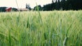 Summer breeze on field on wheat