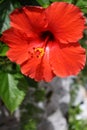 Hibiscus flower in Bermuda Royalty Free Stock Photo