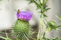 In summer, a bright flower in the field is a burdock flower. Royalty Free Stock Photo