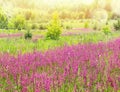 Summer bright landscape