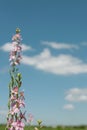 Summer bright landscape. Wildflowers of fireweed or Ivan tea with medicinal properties. Background bright blue sky
