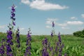 Summer bright landscape. Wildflowers of fireweed or Ivan tea with medicinal properties. Background bright blue sky