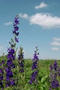 Summer bright landscape. Wildflowers of fireweed or Ivan tea with medicinal properties. Background bright blue sky