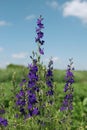 Summer bright landscape. Wildflowers of fireweed or Ivan tea with medicinal properties. Background bright blue sky