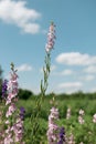 Summer bright landscape. Wildflowers of fireweed or Ivan tea with medicinal properties. Background bright blue sky