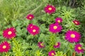 A bright red daisy called PyrÃÂ©thrum Royalty Free Stock Photo