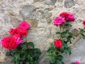 Red and pink roses against old stone wall Royalty Free Stock Photo