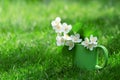 Summer bright still life. Jasmine flowers in a green cup in the garden.