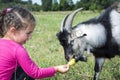 Summer in the field a little girl feeds a goat pear. Royalty Free Stock Photo