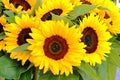 The summer bright yellow flowers sunflowers close up as a decoration