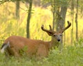 Summer Buck 1 Royalty Free Stock Photo