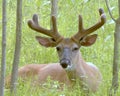 Summer Buck 2 Royalty Free Stock Photo