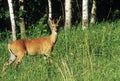 Summer Buck Adventure Royalty Free Stock Photo