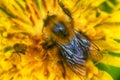 summer Bumblebee flower insect macro Royalty Free Stock Photo