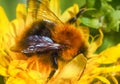 Summer Bumblebee Flower Insect Macro