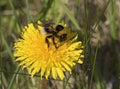 Summer, bumblebee Royalty Free Stock Photo