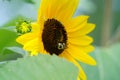 Bumblebees feeds and pollinates on Sunflowers during the summer.