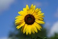 Bumblebees feeds and pollinates on Sunflowers during the summer.