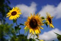 Bumblebees feeds and pollinates on Sunflowers during the summer.