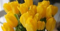 Summer bunch of intense bright yellow dutch tulip buds close up shot. Spring