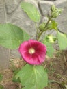 Burgundy mallow flower on the background of a gray concrete fence